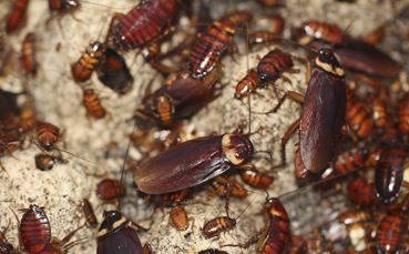 cockroach infestation in karachi