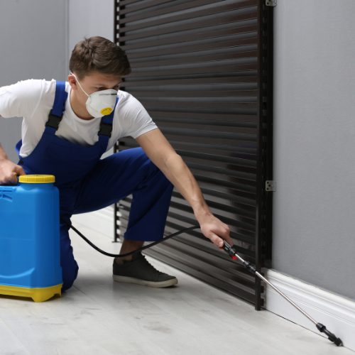 bed bugs1 all type fumigation and pest control