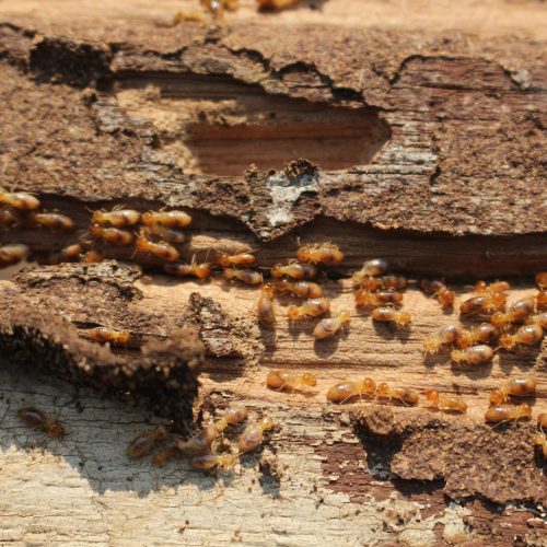 Sign of Termite Infestation 2 Sign of Termite Infestation 2